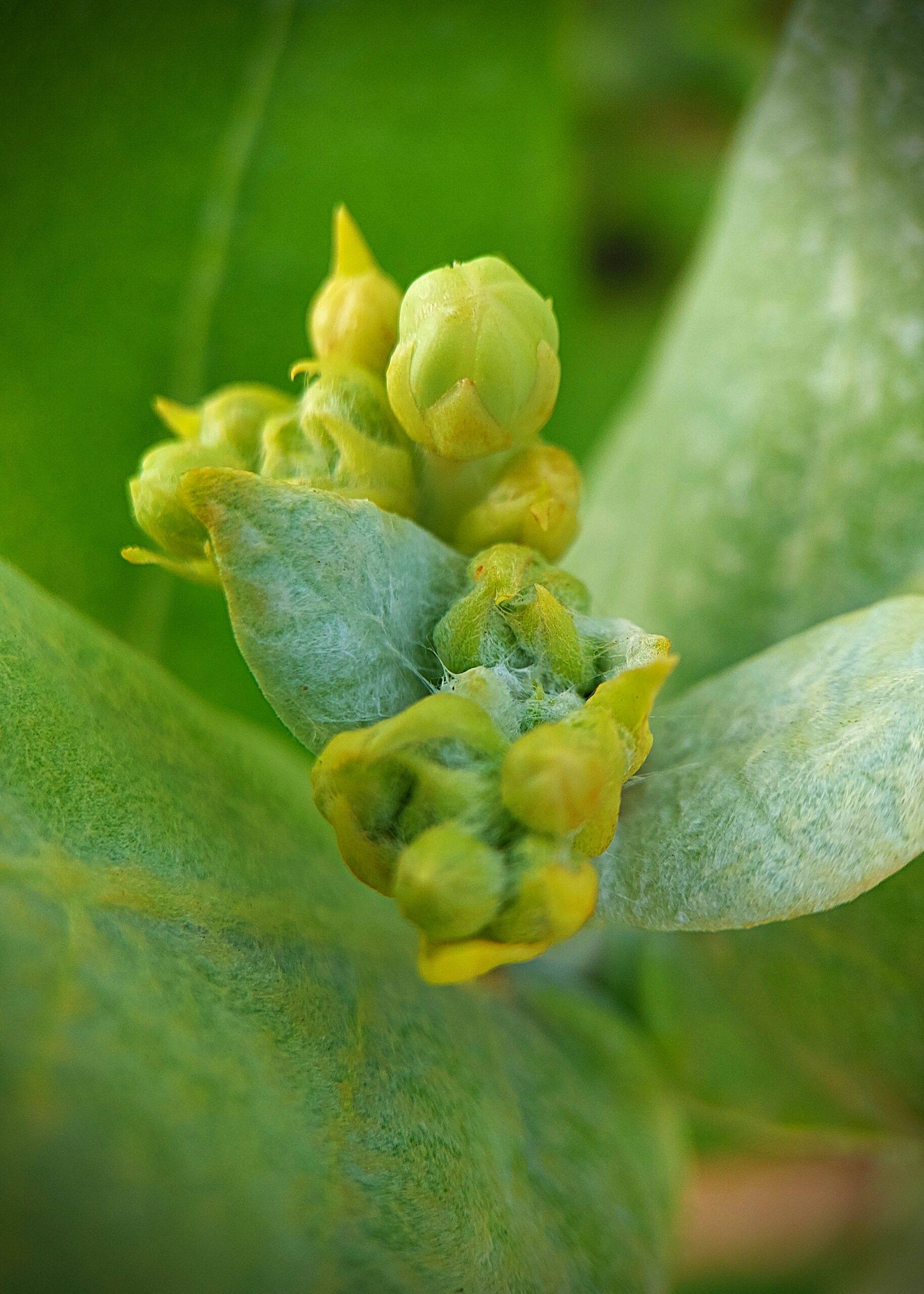 Showy milkweed