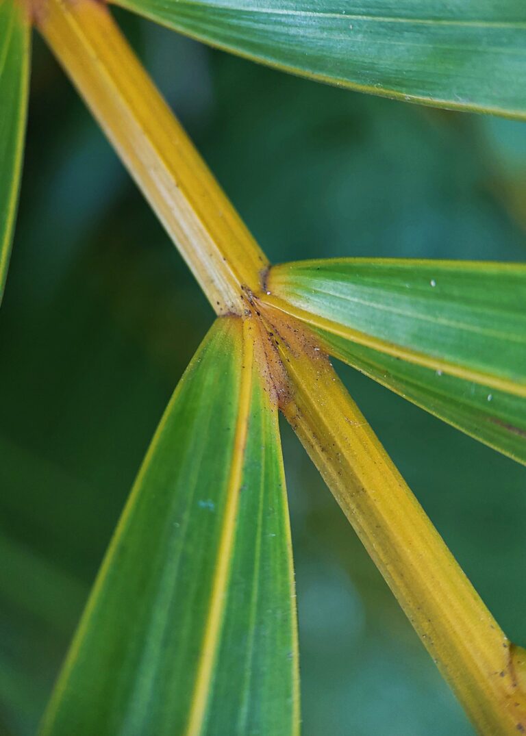 Closer To The Leaves