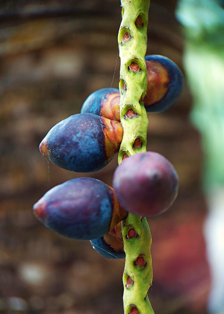 Palm Red Fruits