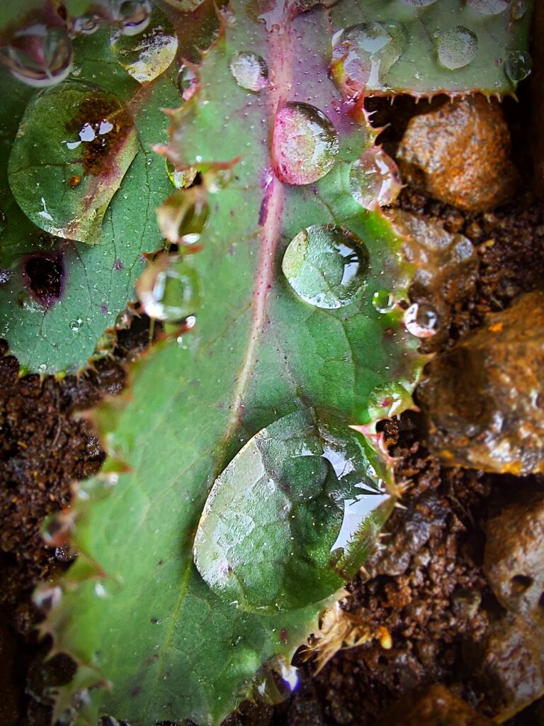 Some water drops on leaves