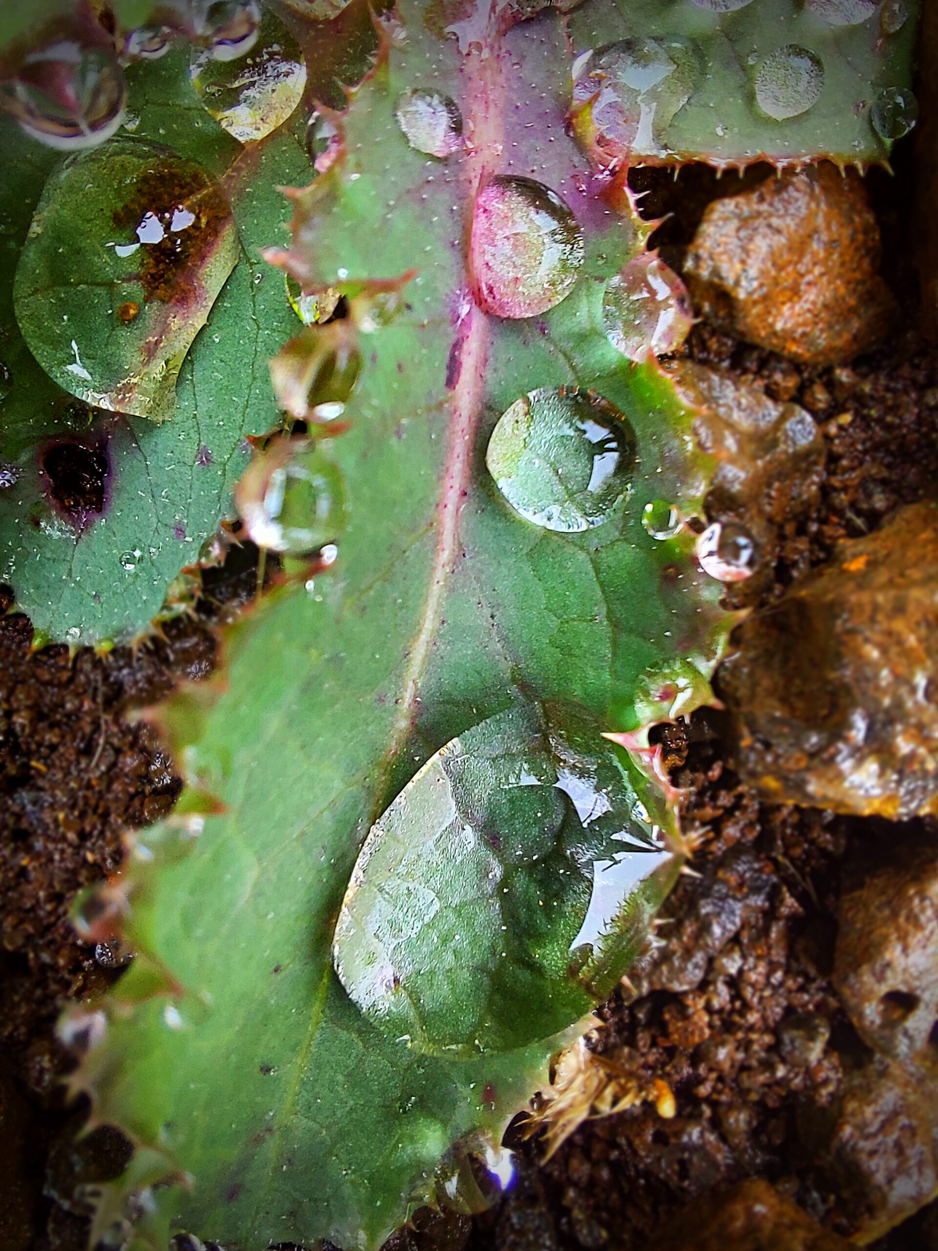 Some water drops on leaves