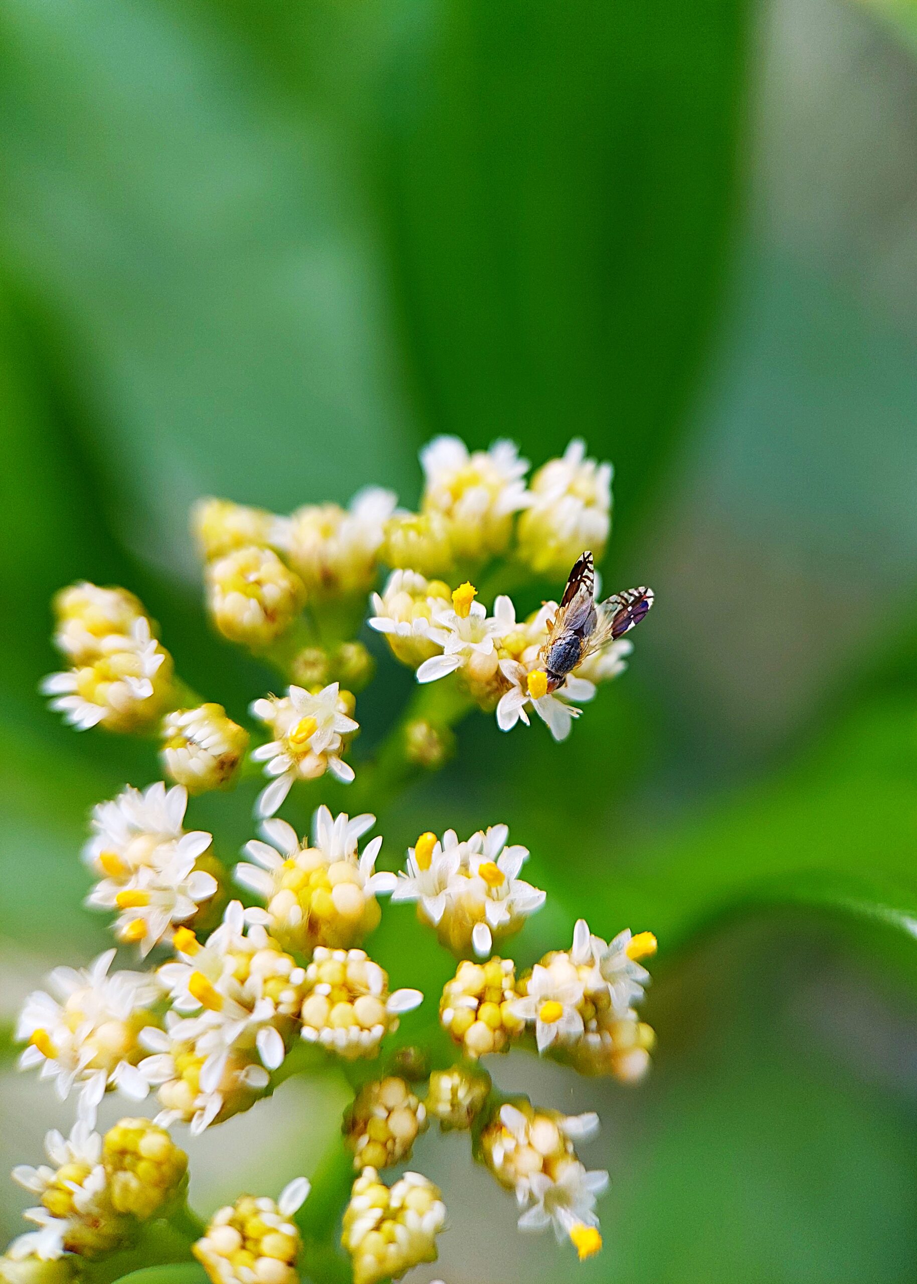 The Fly On The Flowers