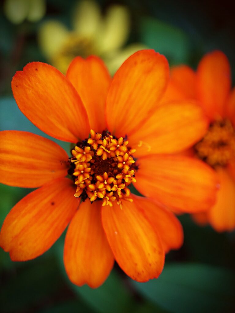 The Peruvian Zinnia