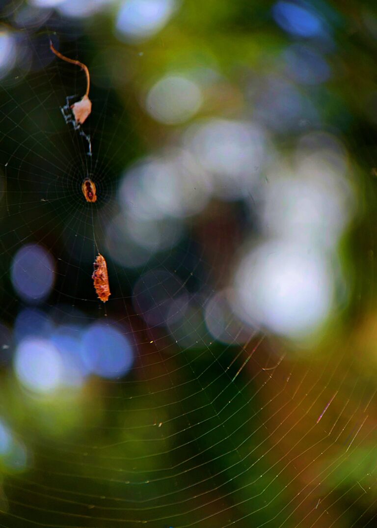 The Web Without The Spider