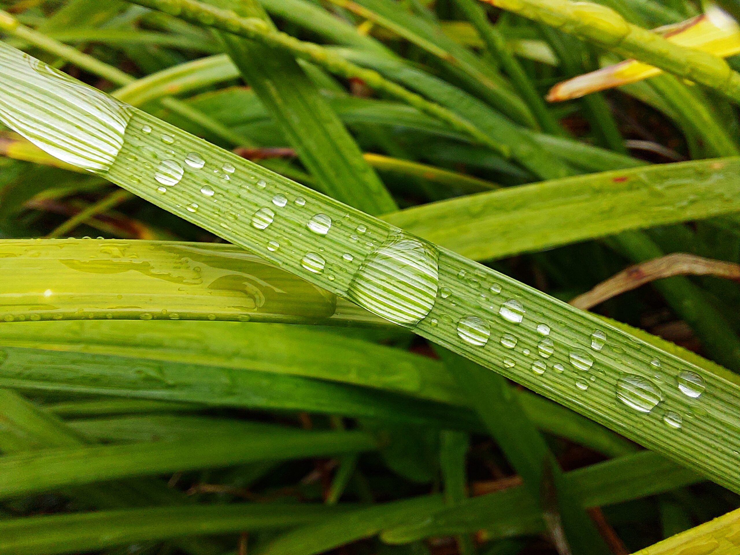 Water drop on leaves