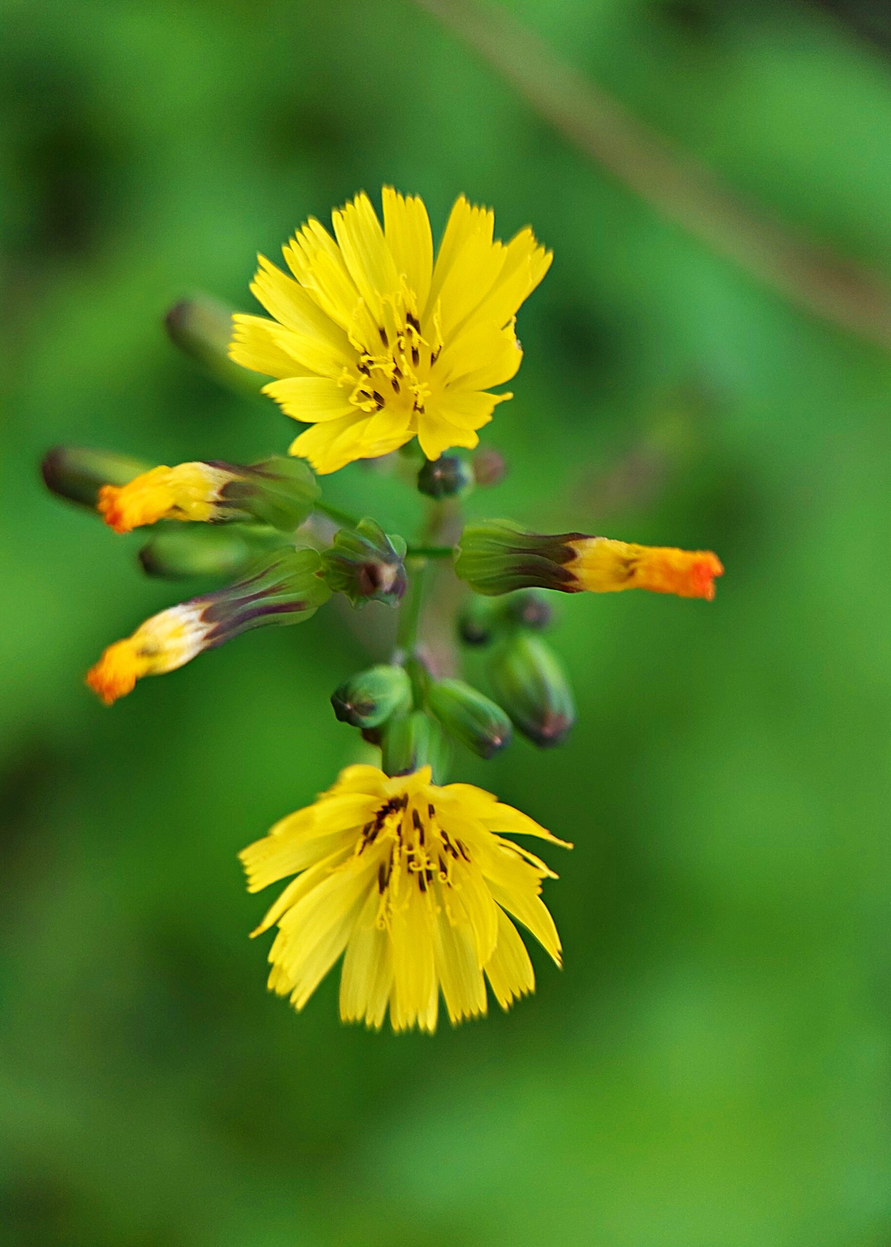 Youngia Japonica